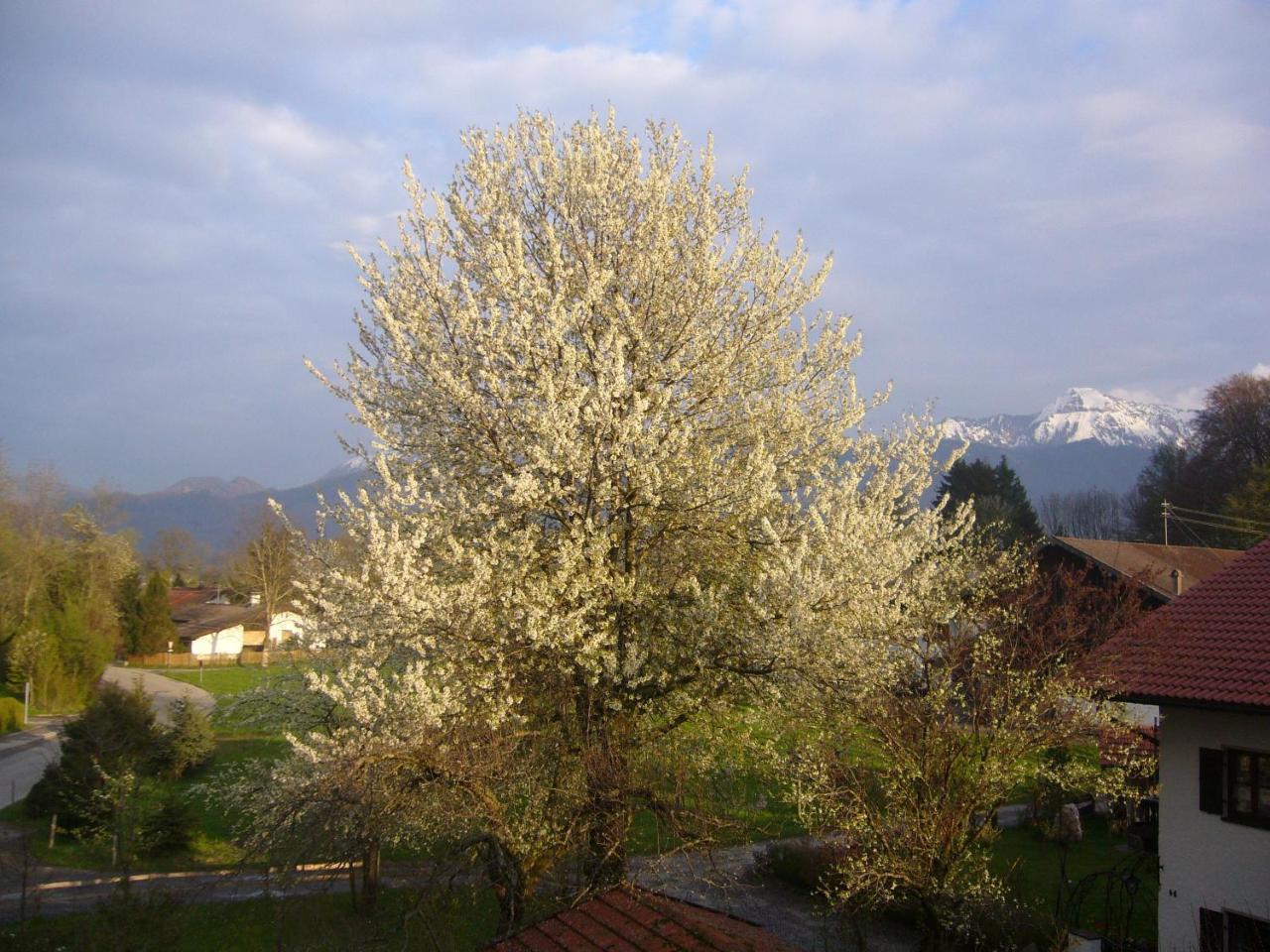 Apartments Donebauer Übersee Dış mekan fotoğraf